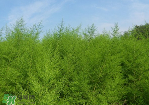 蒿子怎么做好吃？蒿子能涼拌嗎？