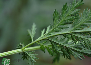 蒿子怎么做好吃？蒿子能涼拌嗎？