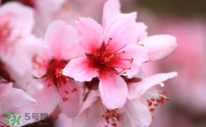 清明節還有桃花嗎？清明節去哪里看桃花？