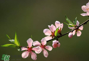 清明節還有桃花嗎？清明節去哪里看桃花？