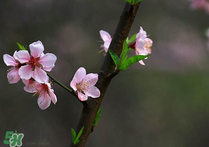 清明節還有桃花嗎？清明節去哪里看桃花？
