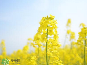 2017年清明節(jié)油菜花開了嗎？2017年清明節(jié)還有油菜花嗎？