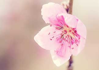 清明節(jié)還有桃花嗎？清明節(jié)去哪里看桃花？