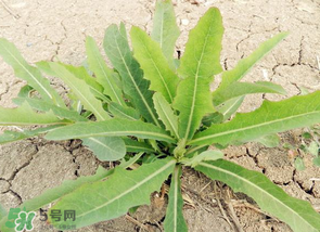 苦菜什么人不能吃？什么體質不宜吃苦菜？