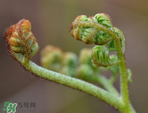 吃蕨菜會過敏嗎？皮膚過敏能吃蕨菜嗎？
