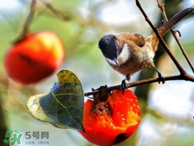 柿子為什么會黑？柿子為什么凍完發黑？