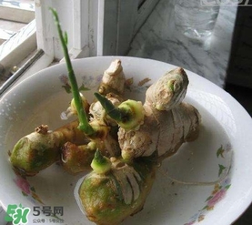 生姜發芽了能吃嗎？生姜發芽了能不能吃