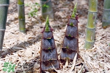 筍干多吃了會怎樣？筍干多吃了有什么壞處？