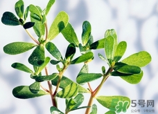 豬婆菜的營養價值_豬婆菜的功效與作用及食用方法