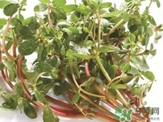 豬婆菜的營養價值_豬婆菜的功效與作用及食用方法
