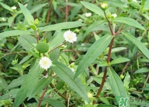 蒲公英的根和葉哪個好？蒲公英葉和根的功效