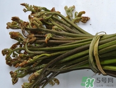 貓爪菜的營養價值_貓爪菜的功效與作用及食用方法