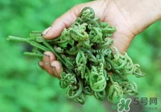 貓爪菜的營養價值_貓爪菜的功效與作用及食用方法