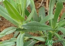 面條菜的營養價值_面條菜的功效與作用及食用方法