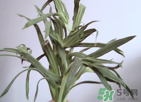 面條菜的營養價值_面條菜的功效與作用及食用方法