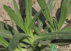 面條菜的營養價值_面條菜的功效與作用及食用方法