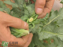 大煙苗能吃嗎？大煙苗能生吃嗎？