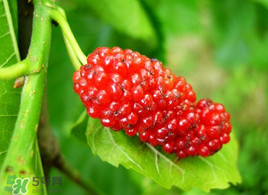 桑葚變紅了可以吃嗎？桑葚發(fā)紅可以吃嗎？