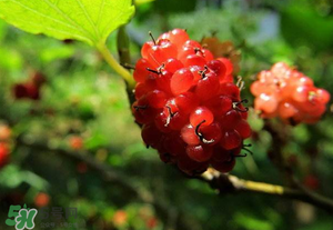 桑葚變紅了可以吃嗎？桑葚發(fā)紅可以吃嗎？