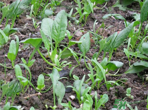 4月份可以種菠菜嗎？菠菜幾月份種？