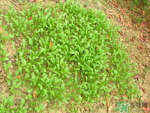 4月份可以種菠菜嗎？菠菜幾月份種？