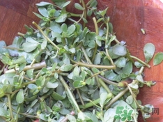 螞蟻菜是發物嗎?螞蟻菜孕婦能吃嗎?