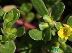 螞蟻菜是發物嗎?螞蟻菜孕婦能吃嗎?