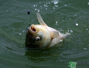 四月份能釣魚(yú)嗎？四月份釣什么魚(yú)？