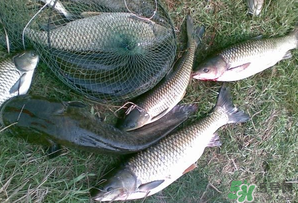 四月份能釣魚(yú)嗎？四月份釣什么魚(yú)？