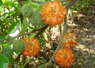 構(gòu)樹花孕婦能吃嗎？構(gòu)樹花孕婦可以吃嗎？