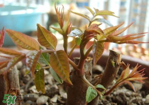 香椿什么時(shí)候發(fā)芽？香椿什么時(shí)候采摘？