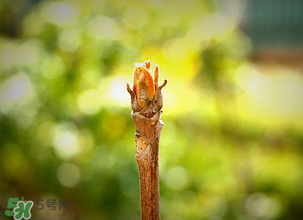 香椿什么時(shí)候發(fā)芽？香椿什么時(shí)候采摘？