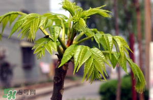 香椿什么時(shí)候發(fā)芽？香椿什么時(shí)候采摘？