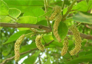 構(gòu)樹穗孕婦能吃嗎？孕婦能吃構(gòu)樹穗嗎？
