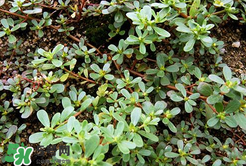 馬齒莧能治白發嗎？馬齒莧可以治白發嗎？