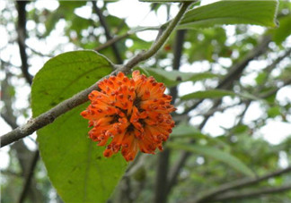 構(gòu)樹花孕婦能吃嗎？構(gòu)樹花孕婦可以吃嗎？