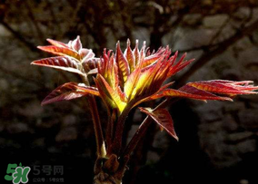 香椿能放冰箱嗎？香椿放冰箱能保存多久？