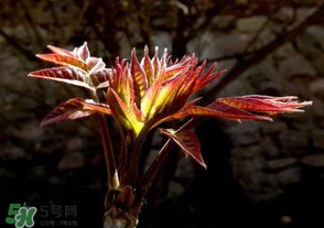 香椿苦能吃嗎？香椿苦怎么做好吃？