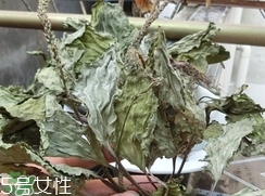 豬肚菜的營養價值_豬肚菜的功效與作用及食用方法
