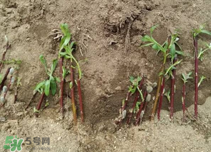 香椿可以扦插嗎？香椿什么時候扦插？
