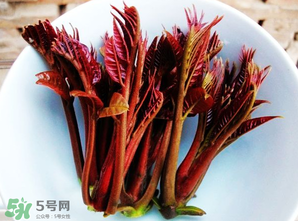 香椿能插活嗎？香椿樹枝能插活嗎？