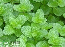 香花菜的營養(yǎng)價(jià)值_香花菜的功效與作用及食用方法