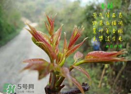 香椿臭嗎？香椿為什么那么臭？