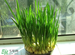 蒜苗發黃怎么回事？蒜苗發黃是什么原因？