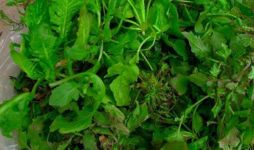 地菜是什么菜？地菜是不是薺菜