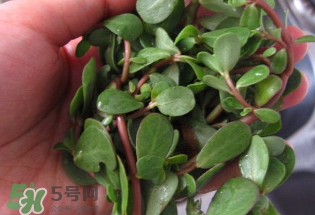 馬莧菜怎么吃？馬莧菜怎么做好吃