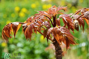 香椿紅的好還是綠的好？香椿紅色好還是綠色好？