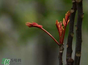 香椿有幾種？香椿哪種好？