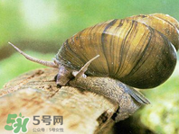 田螺可以凈化水質嗎？田螺能凈化水質嗎？
