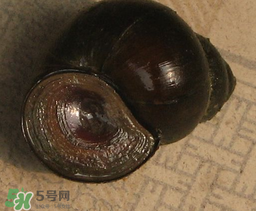 田螺死了能吃嗎？田螺剛死能吃嗎？